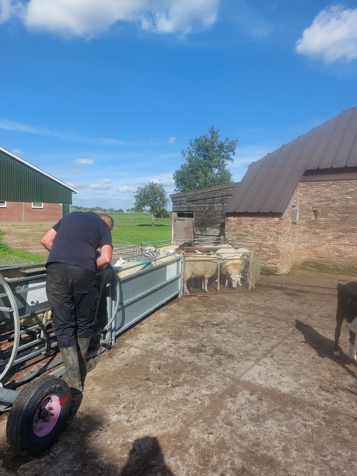 Schapen Laten Bekappen.