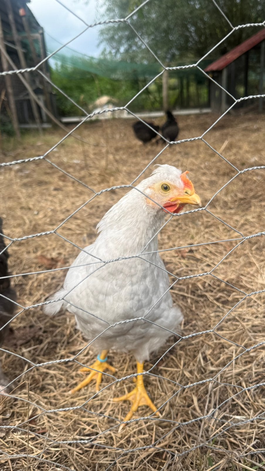 Kleurlegger hanen, Dieren en Toebehoren, Mannelijk, Kip