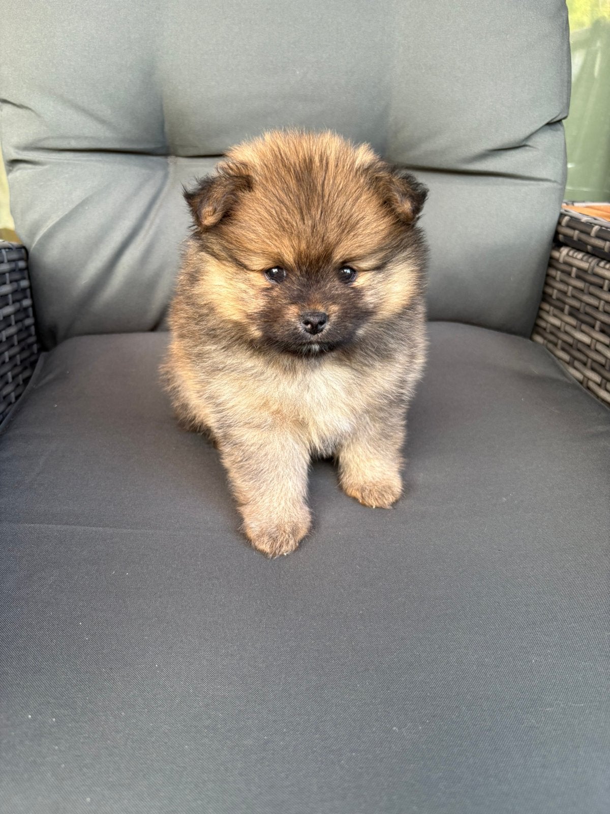 2 lieve Pomeriaan / Keeshond pups – teefjes, Keeshond, 8 tot 15 weken, Meerdere, Meerdere dieren
