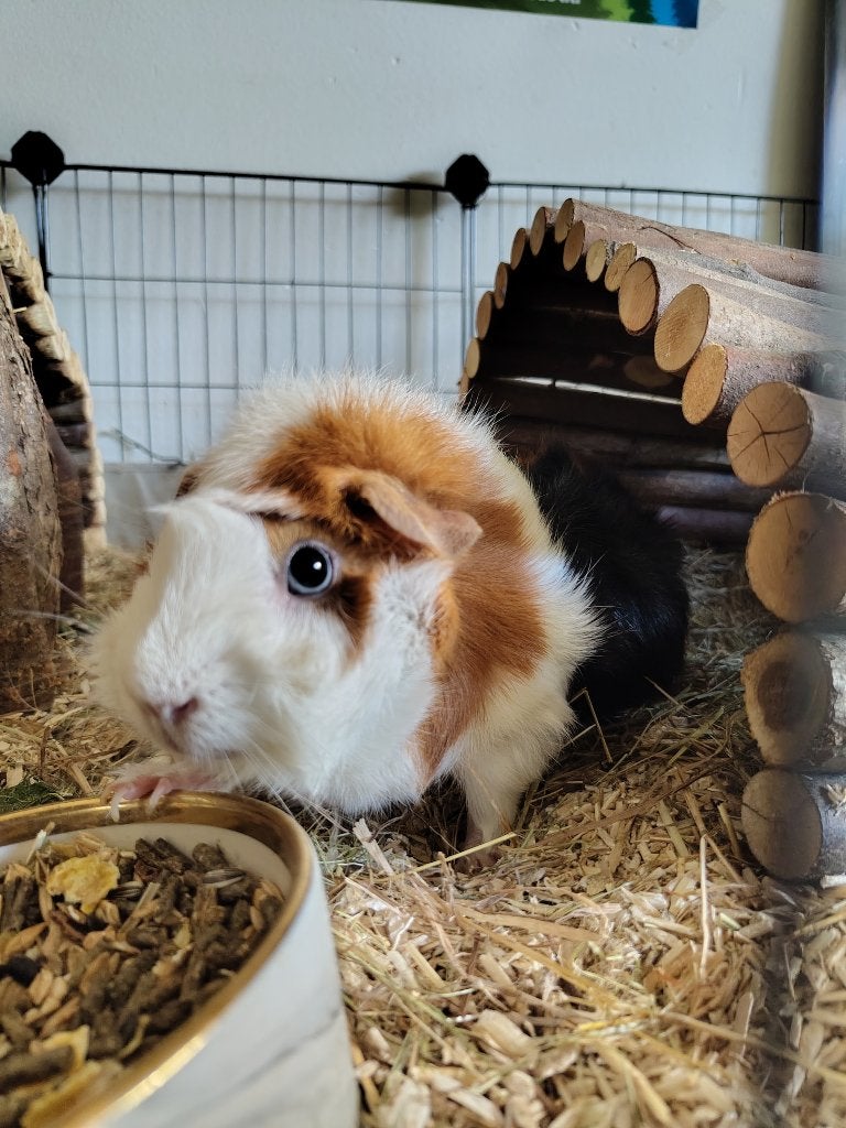 Cavias, Dieren en Toebehoren, Knaagdieren, Oktober, Meerdere dieren, Cavia