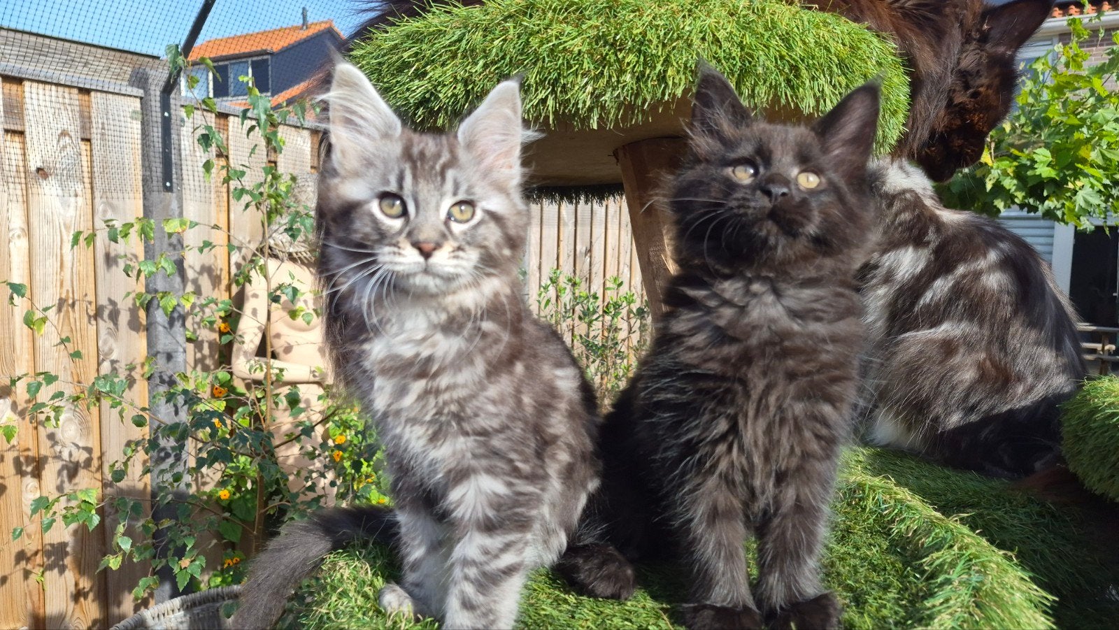 prachtige maine coon katertje ..GERESERVEERD., Kater, Langharig, 0 tot 2 jaar