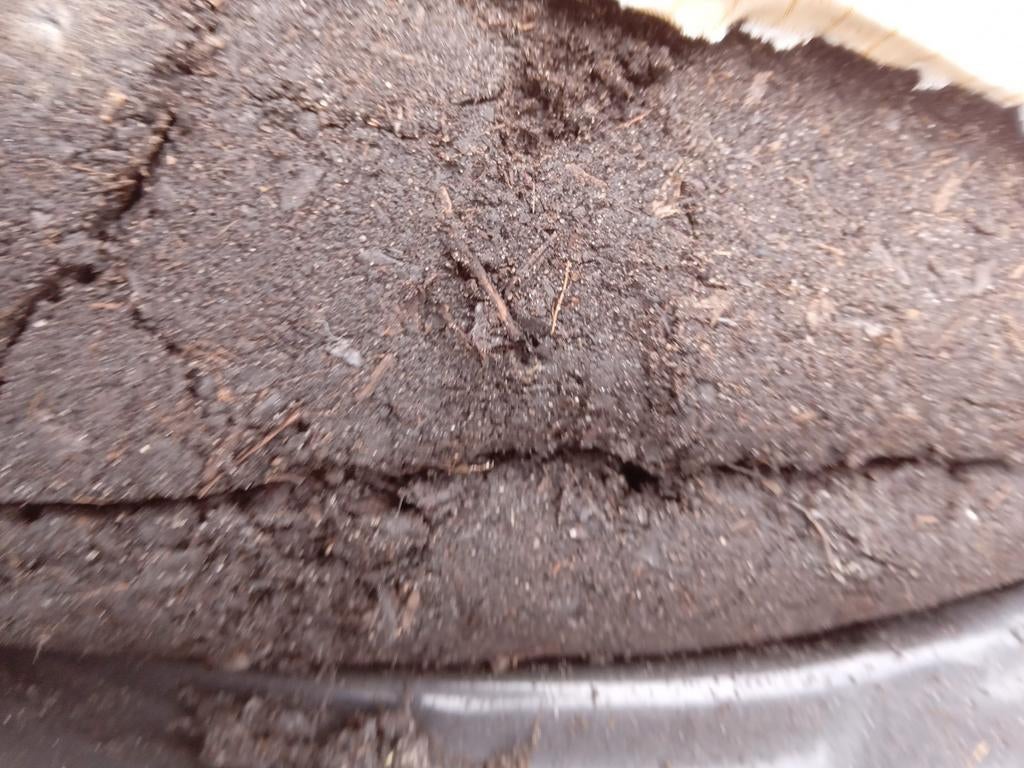 Zwarte aarde / Potgrond, Tuin en Terras, Aarde en Mest, Compost, Ophalen