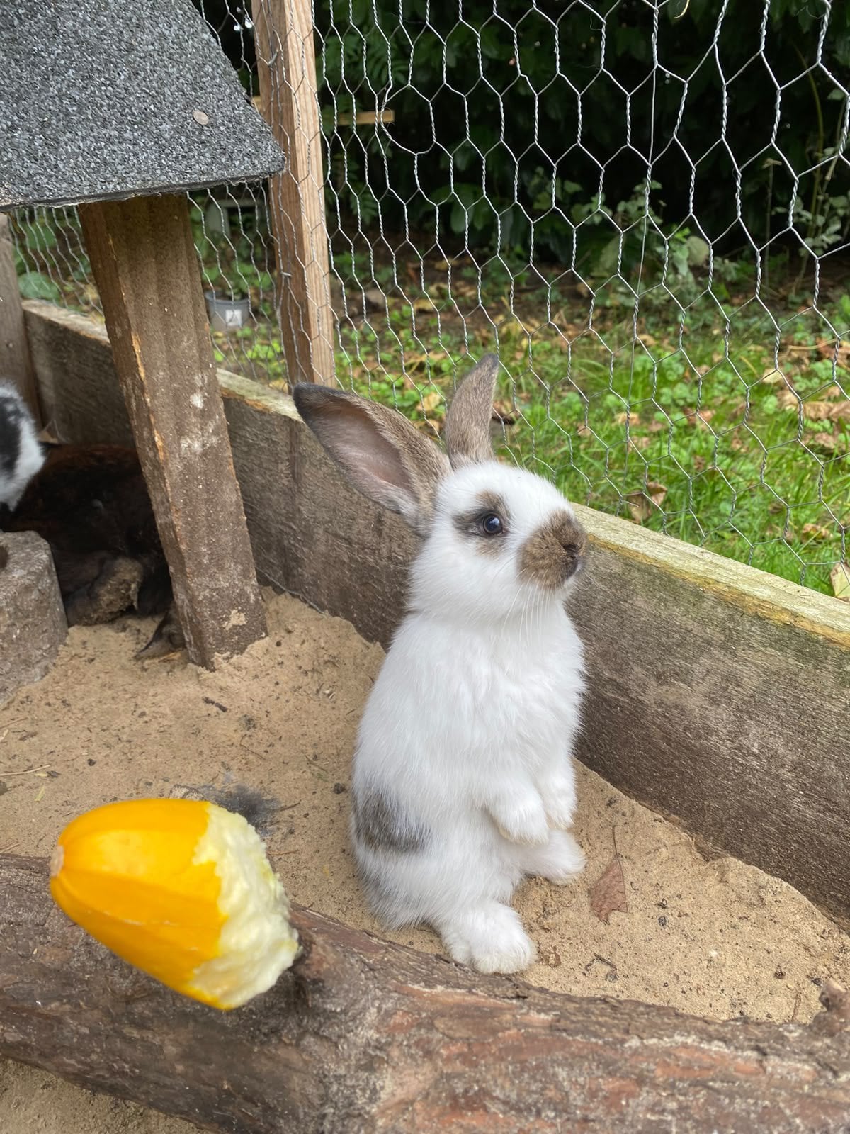 Duitse Reuzen – baby konijntjes te reserveren, Dieren en Toebehoren, Meerdere dieren, Groot
