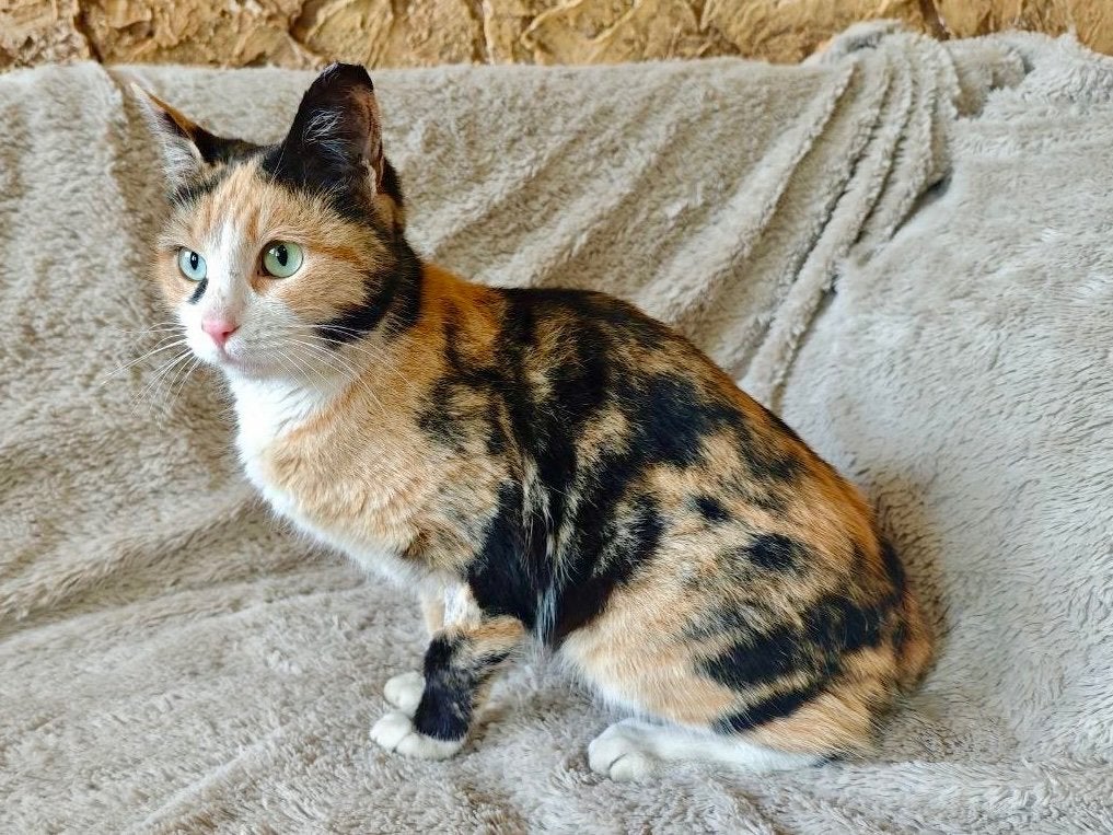 Roxy is ready for adoption !, Poes, Kortharig, 0 tot 2 jaar