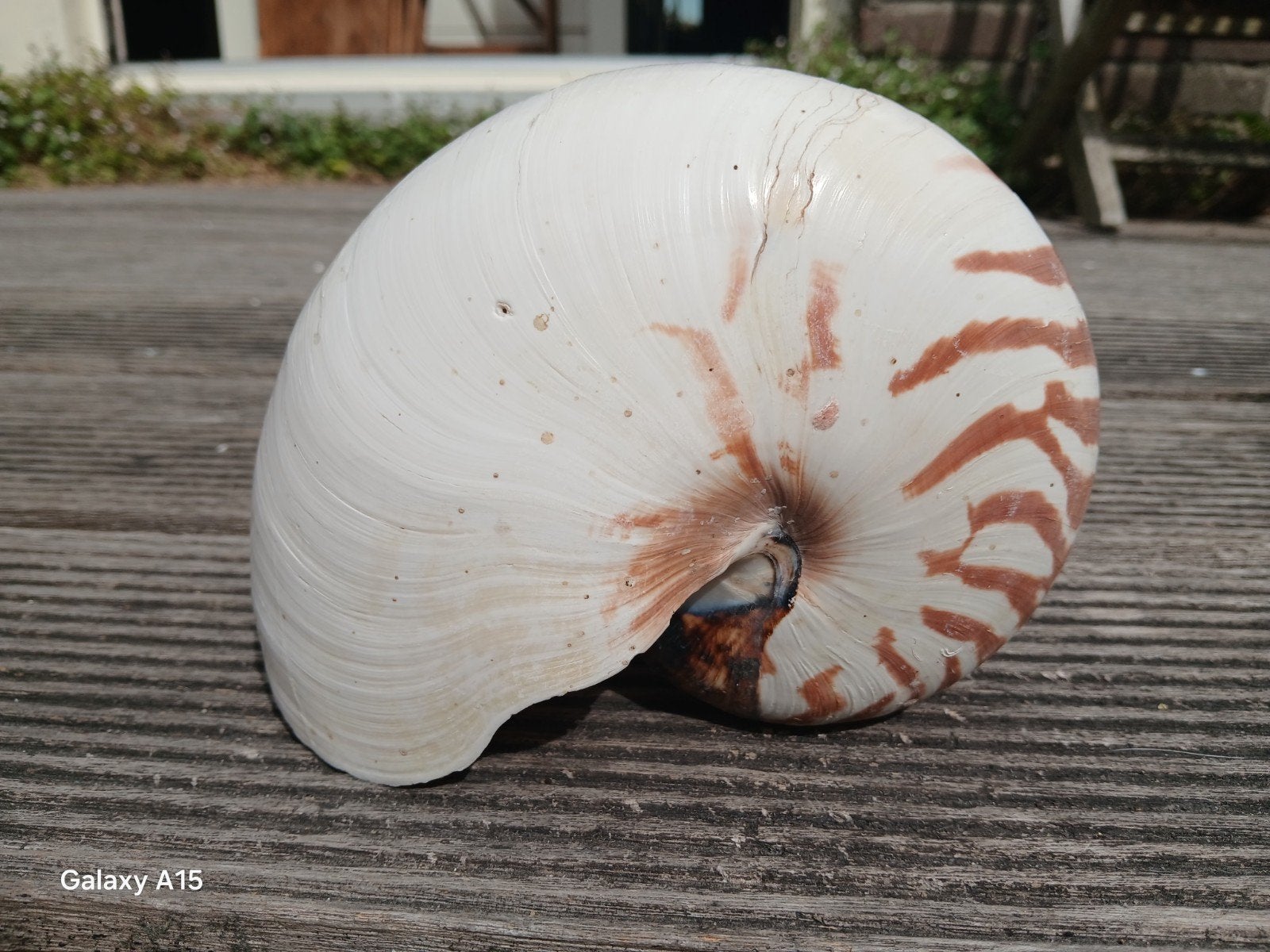Nautilus pompilius., Ophalen of Verzenden, Zo goed als nieuw, Overige soorten, Overige typen