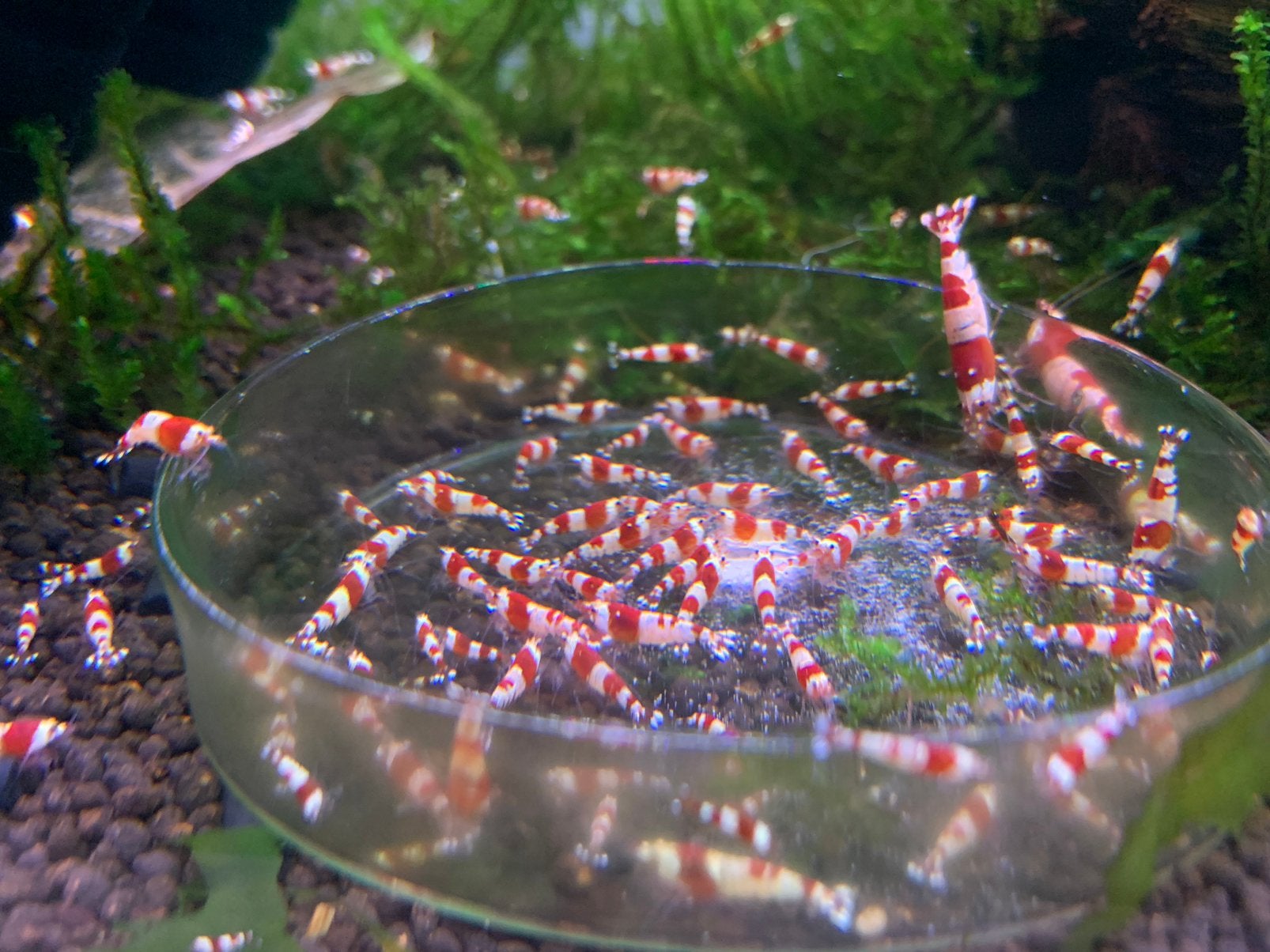 Crystal red garnalen met Taiwan bee genen, Kreeft, Krab of Garnaal, Zoetwatervis, Schoolvis