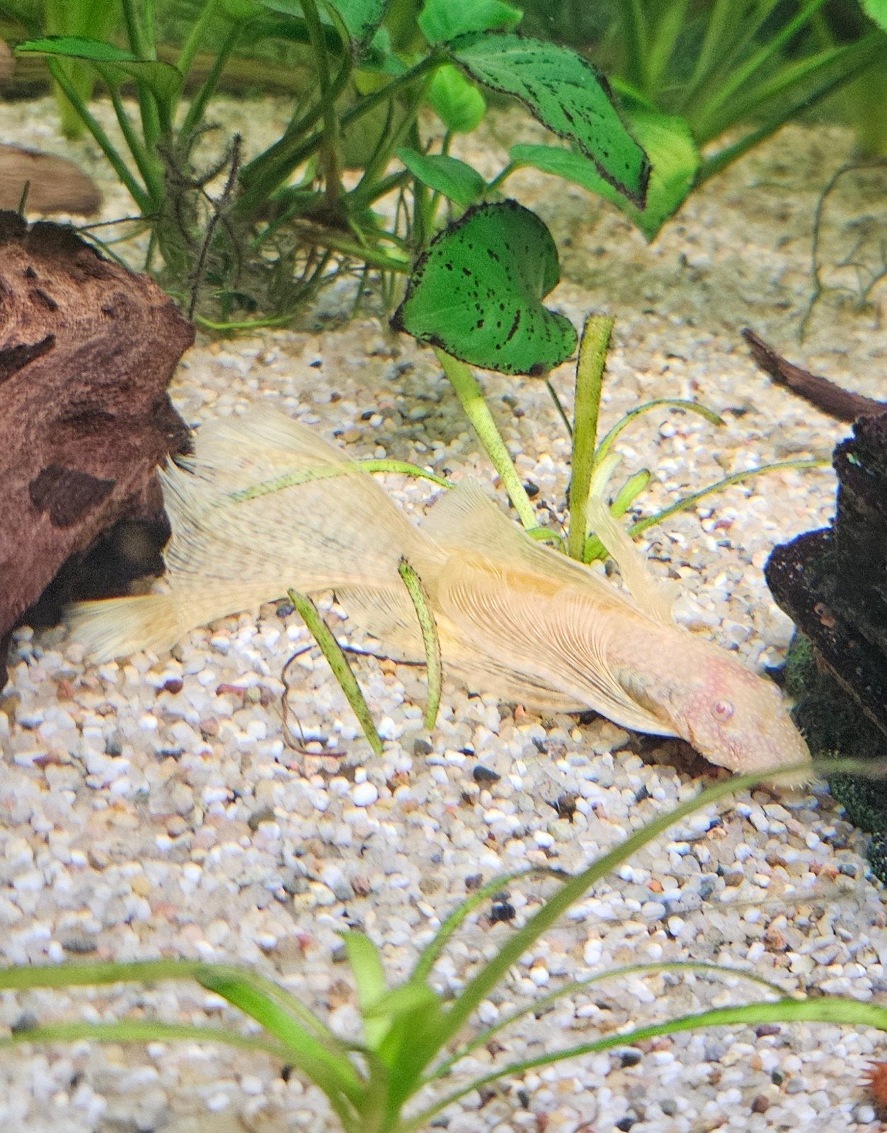 Gezocht! Longfin white vrouw zoekt mooie man, Vis, Zoetwatervis