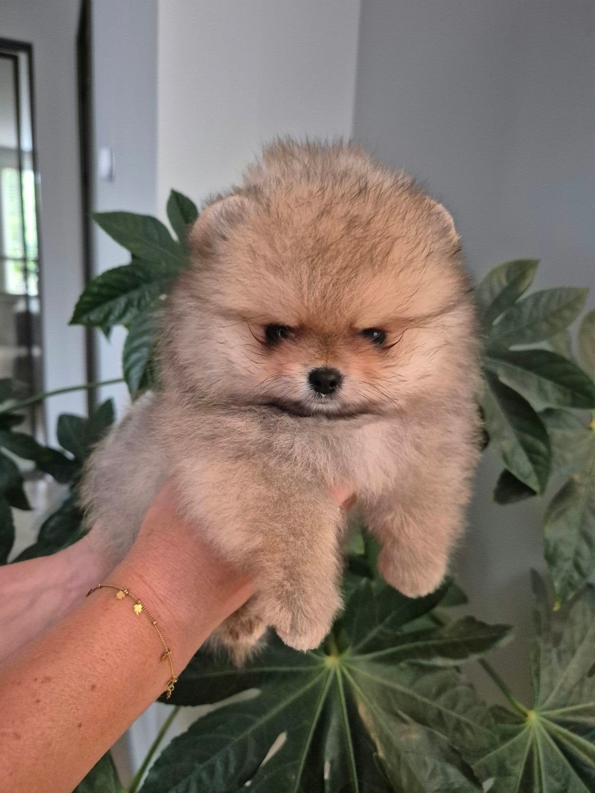 Pups beschikbaar. Raszuivere pomeranian/pomeriaan/dwergkees, Dieren en Toebehoren, Honden | Poolhonden, Keeshonden en Oertypen
