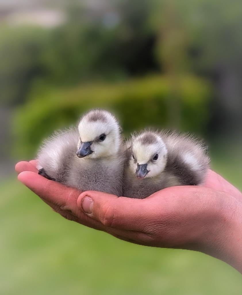 10 schattige kleine brandganzen kuikentjes te koop!, Dieren en Toebehoren, Pluimvee, Geslacht onbekend, Gans of Zwaan