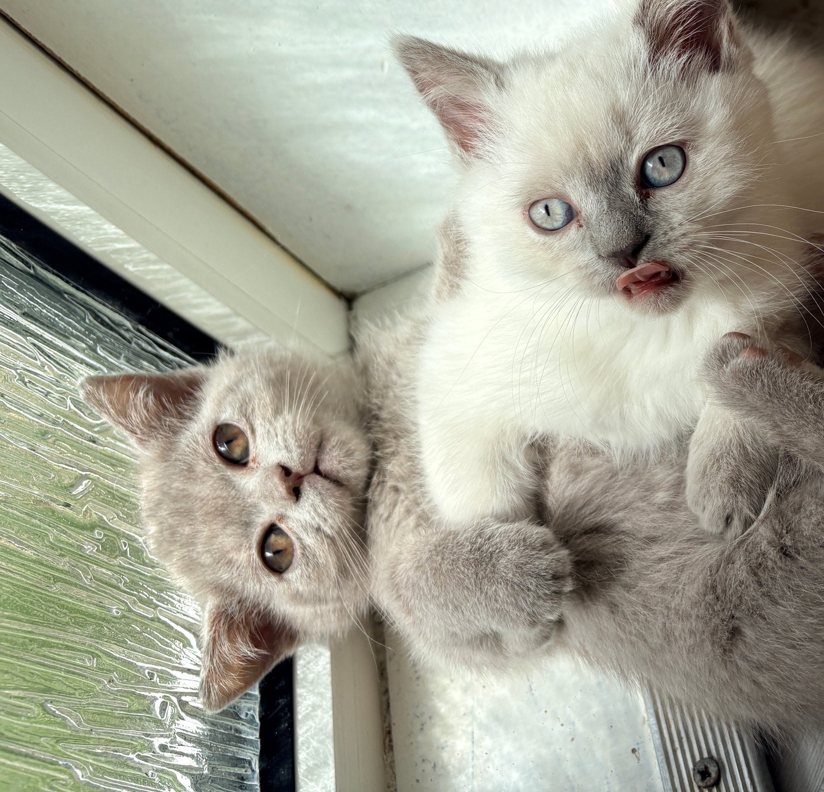 Britse Brits Korthaar kitten, Lilac katertje, Kater, Ontwormd