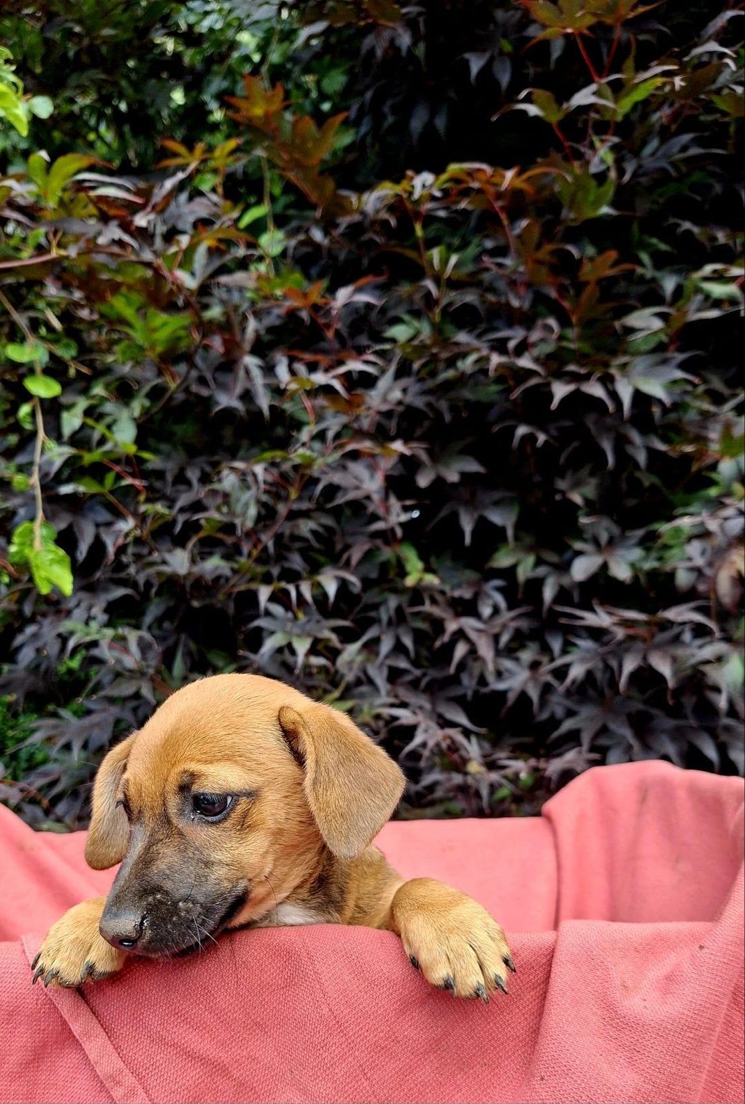 mooie jack russell pups, Dieren en Toebehoren, Honden | Jack Russells en Terriërs, Jack Russell Terriër, 8 tot 15 weken, Parvo
