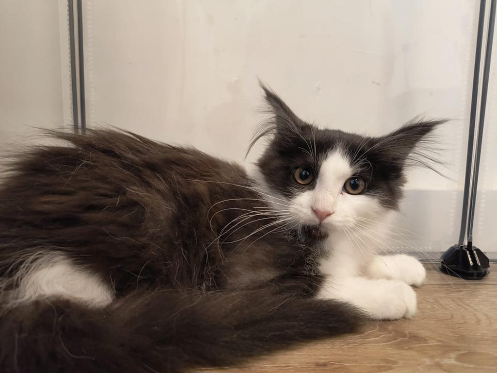 Maine Coon kitten, Dieren en Toebehoren, Katten en Kittens | Raskatten | Langhaar, Poes, Ontwormd, 0 tot 2 jaar