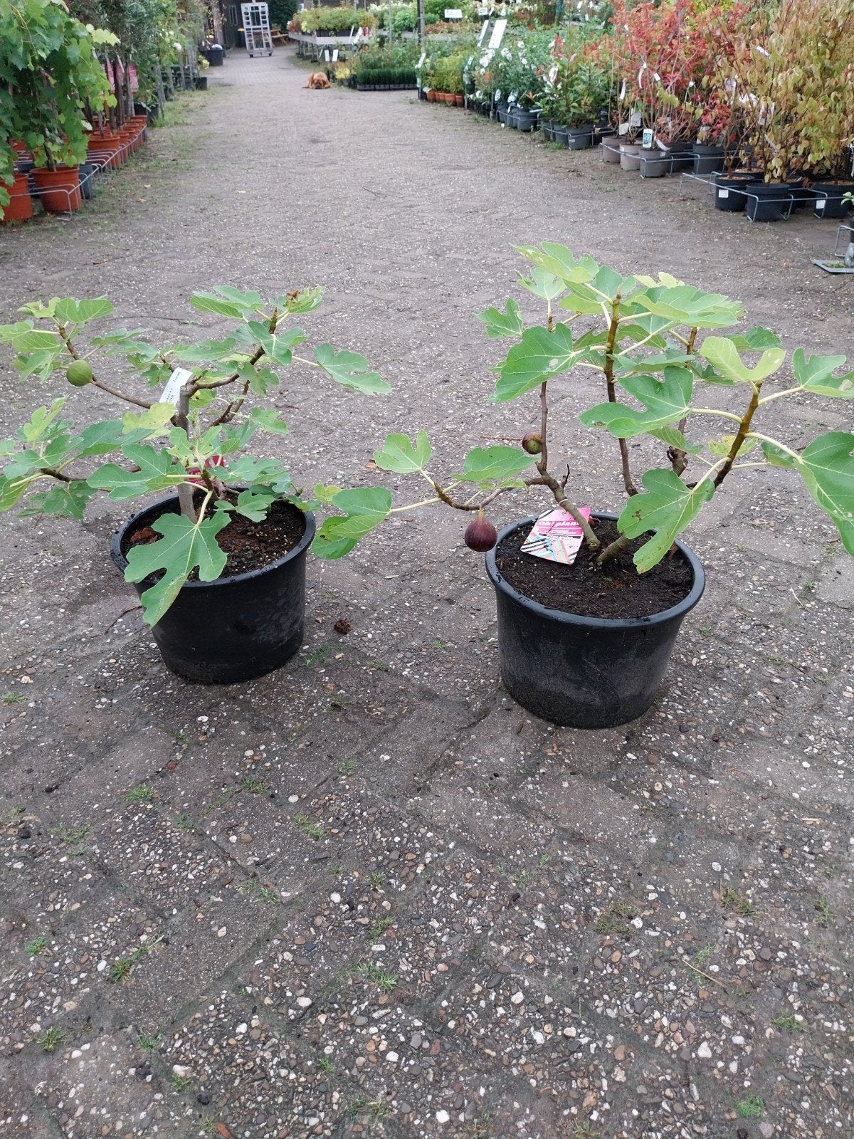 Vijgenboom 'Hector' - Ficus Carica Hector, Ophalen, Volle zon, Vaste plant, Zomer