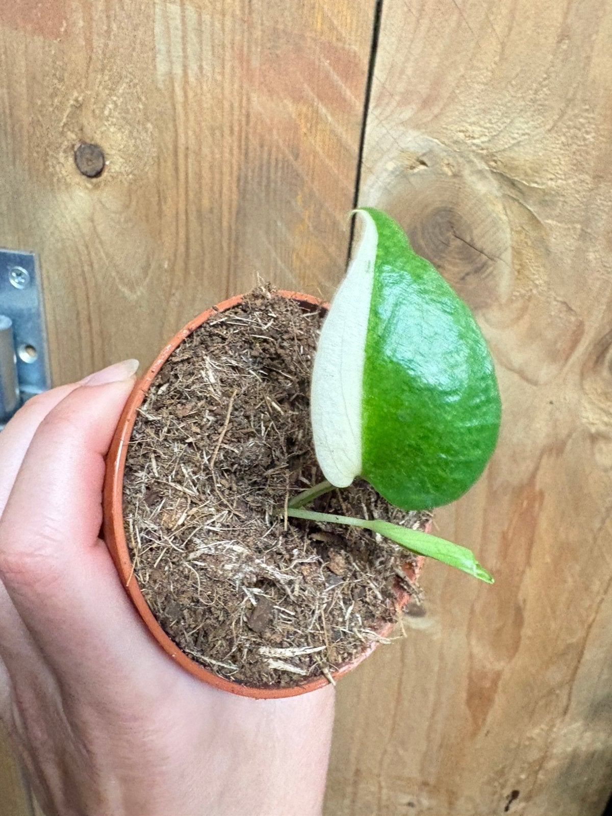 Monstera deliciosa variegata plant halfmoon albo white wit, Huis en Inrichting, Kamerplanten, Ophalen of Verzenden, Halfschaduw