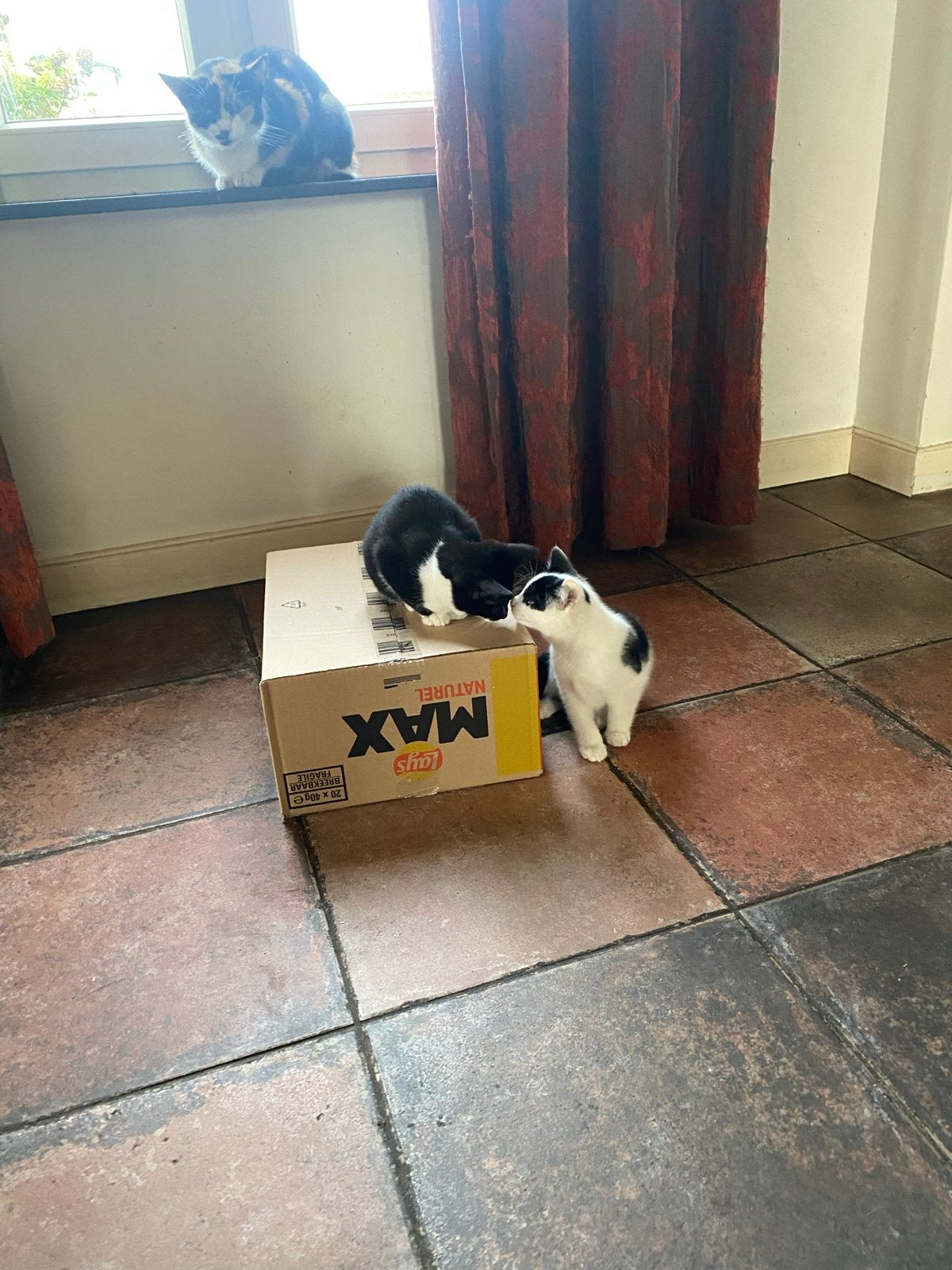 Lieve kittens katten, Dieren en Toebehoren