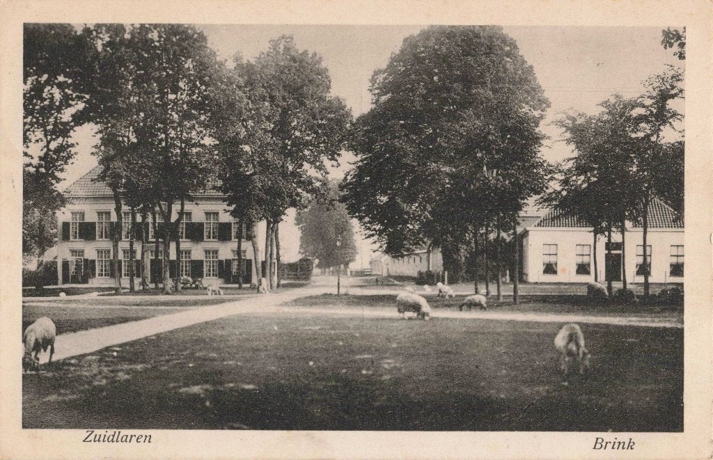 Zuidlaren Brink met schapen M8234, Ophalen, Voor 1920, Gelopen, Drenthe