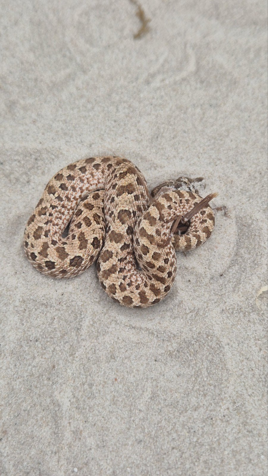 Haakneusslang het maitai Hognose Snake photo 3
