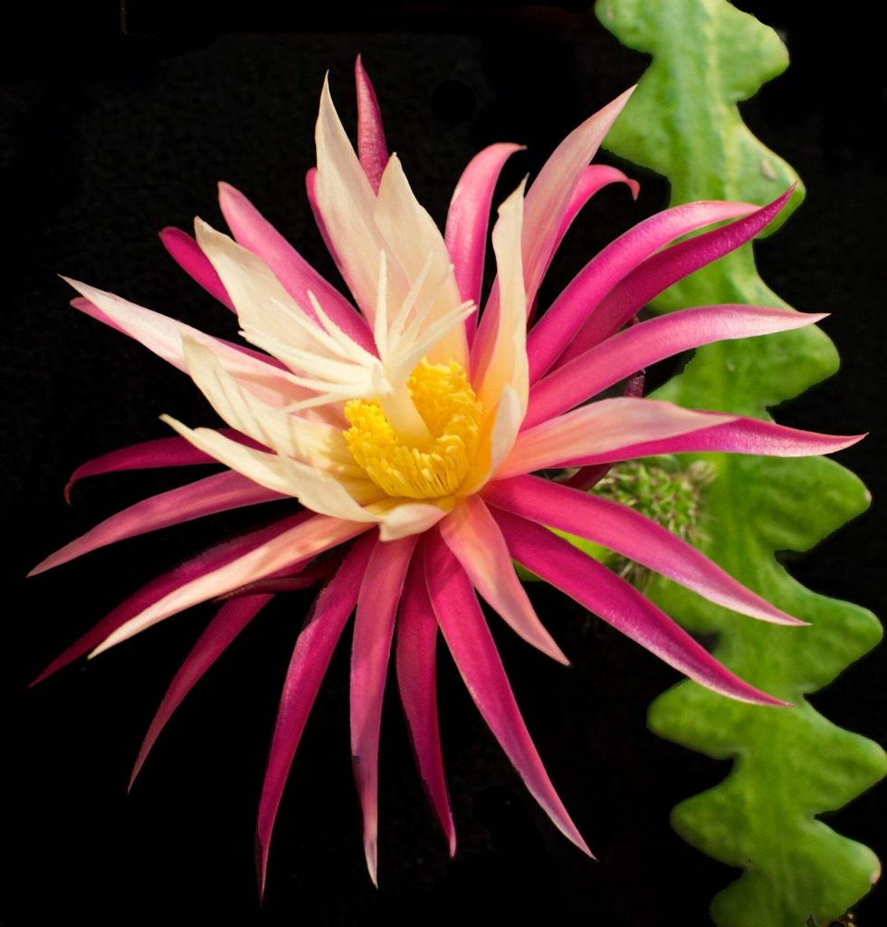 Selenicereus anthonyanus (Cryptocereus), Huis en Inrichting, Kamerplanten, Ophalen of Verzenden, Cactus, Volle zon, Minder dan 100 cm