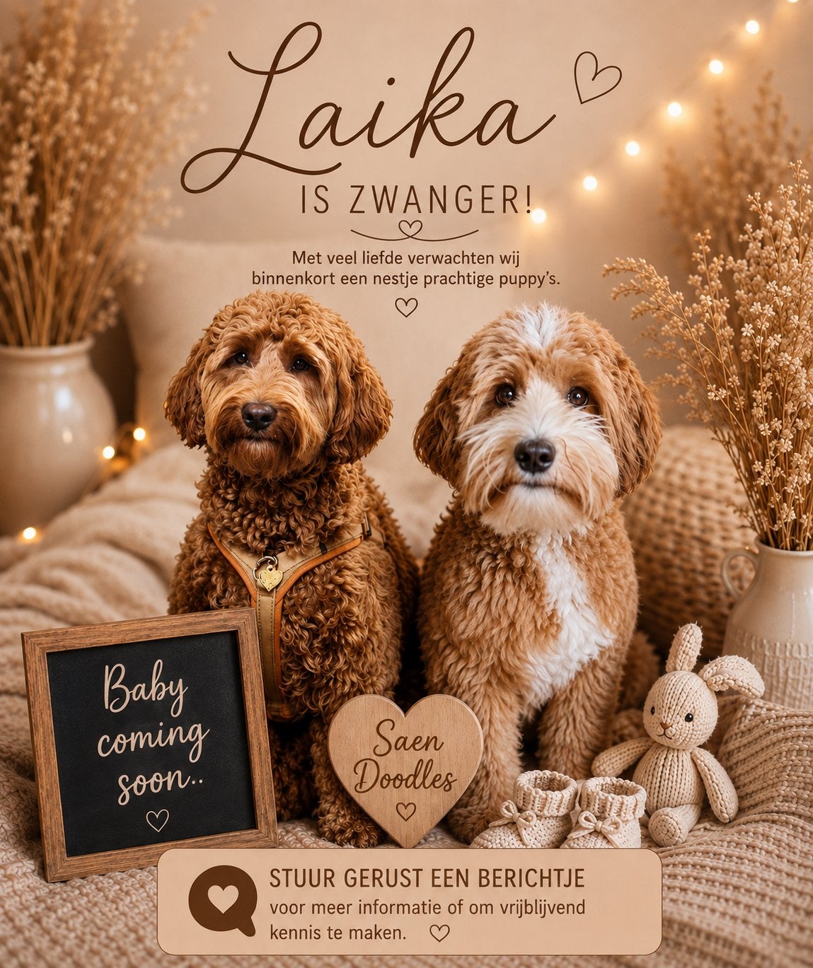 Labradoodle pup, Overige rassen, 8 tot 15 weken, Geslacht onbekend, Eén hond