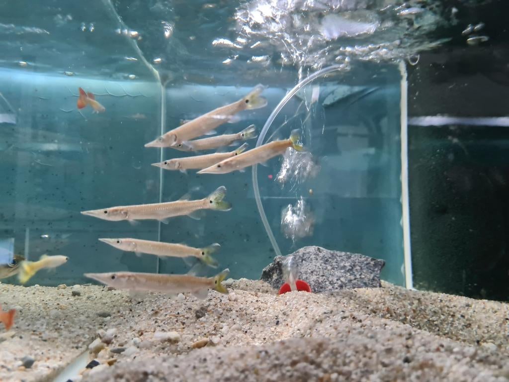 Ctenolucius Hujeta snoek, Dieren en Toebehoren, Vissen | Aquariumvissen, Vis, Zoetwatervis
