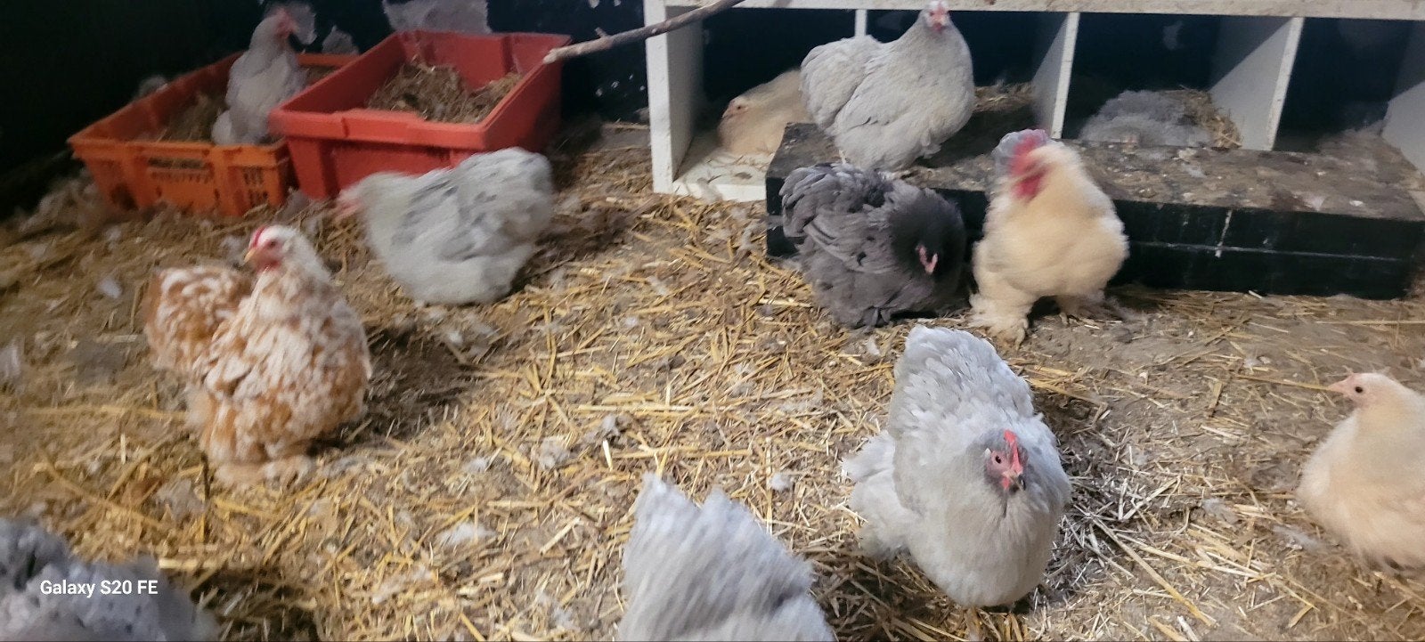 Jonge,Cochin krielkippen te koop, Dieren en Toebehoren, Pluimvee, Vrouwelijk, Kip