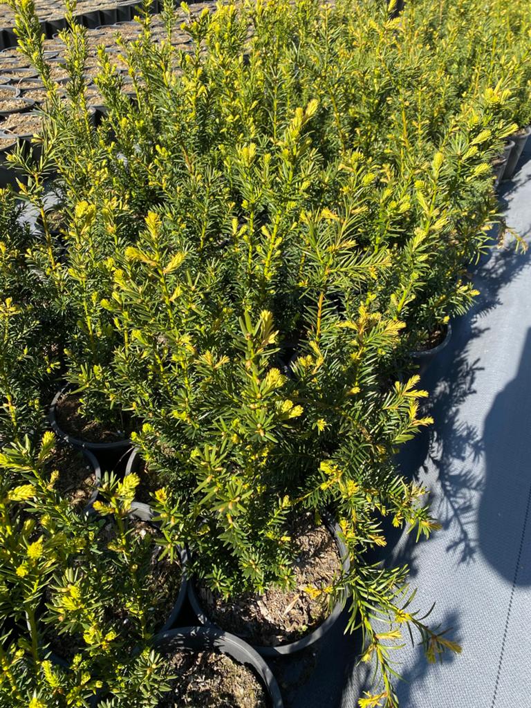 Taxus baccata 50cm€3 in pot een prima buxus vervanger, Tuin en Terras, Planten | Struiken en Hagen, Ophalen, Taxus, Minder dan 100 cm