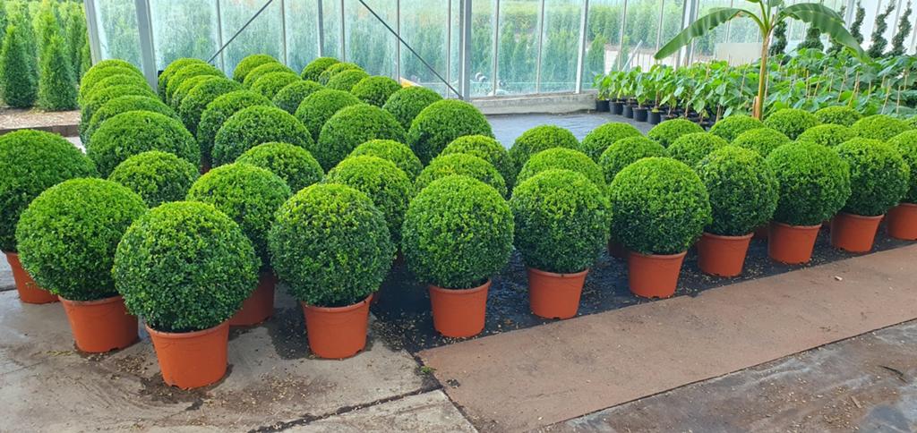 Buxus bollen, Ophalen, Buxus, Minder dan 100 cm