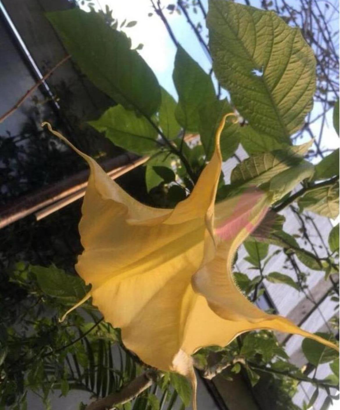 Biologische Brugmansia stekjes planten met 30cm grote bloem, Ophalen of Verzenden, Halfschaduw, Minder dan 100 cm