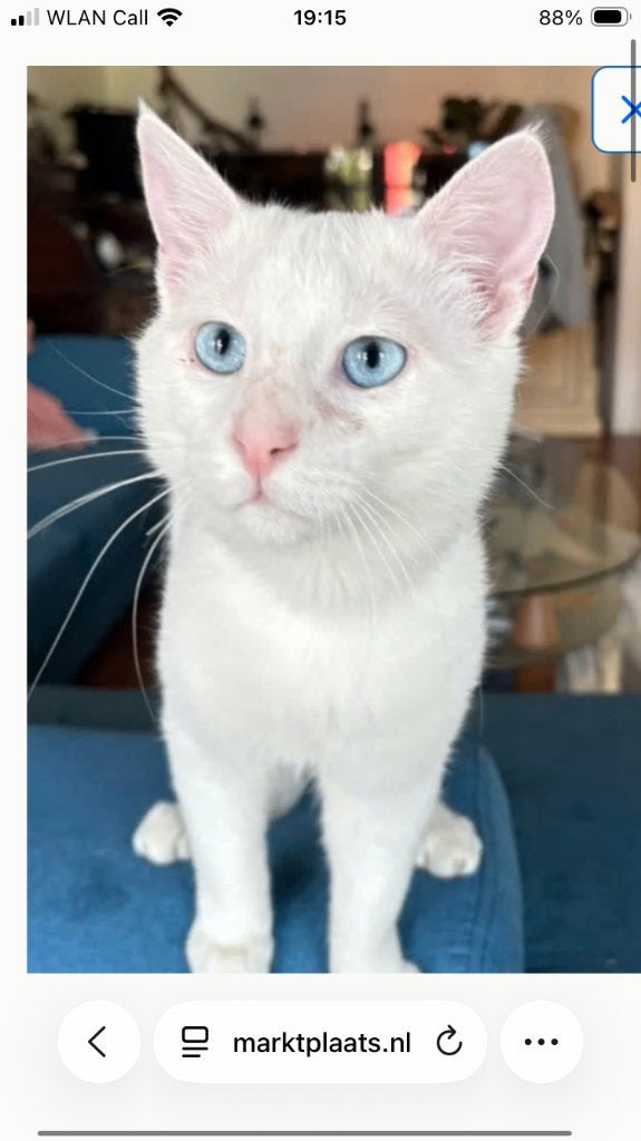 Witte kater, Dieren en Toebehoren, Kater, Gechipt, 0 tot 2 jaar