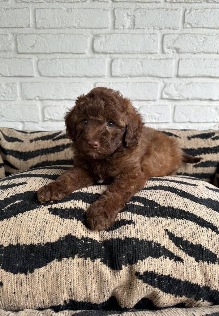 Toy x dwerg poedel pups, Poedel, Parvo, Nederland, 8 tot 15 weken