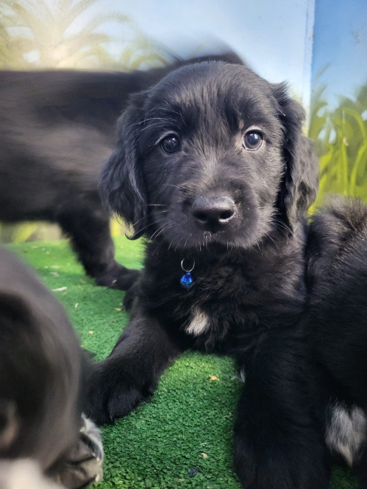 te koop prachtige golden retriever x friese stabij pups, CDV (hondenziekte), 8 tot 15 weken, Meerdere, Meerdere dieren