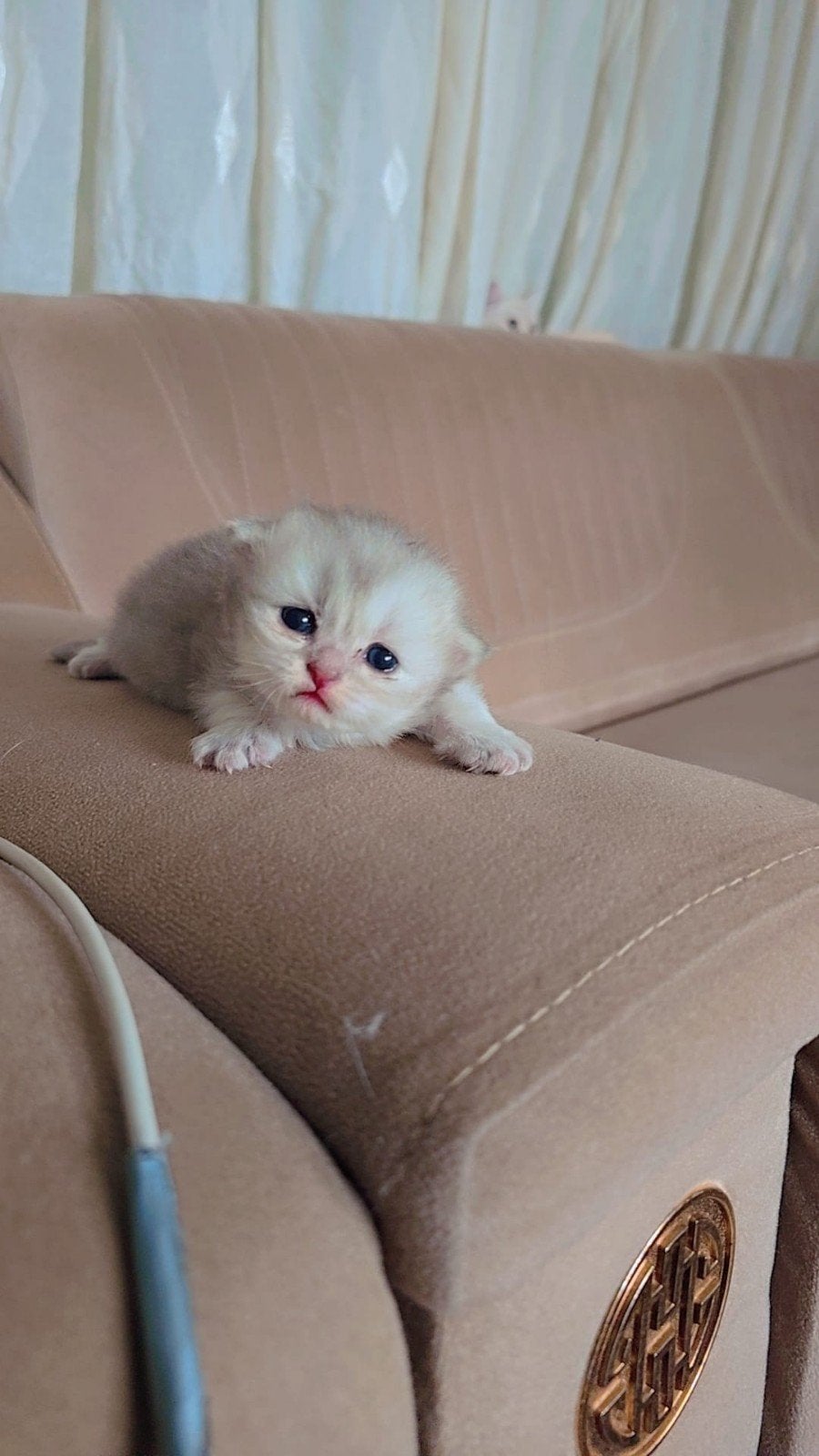 kitten, Dieren en Toebehoren, Meerdere dieren, Kortharig, 0 tot 2 jaar