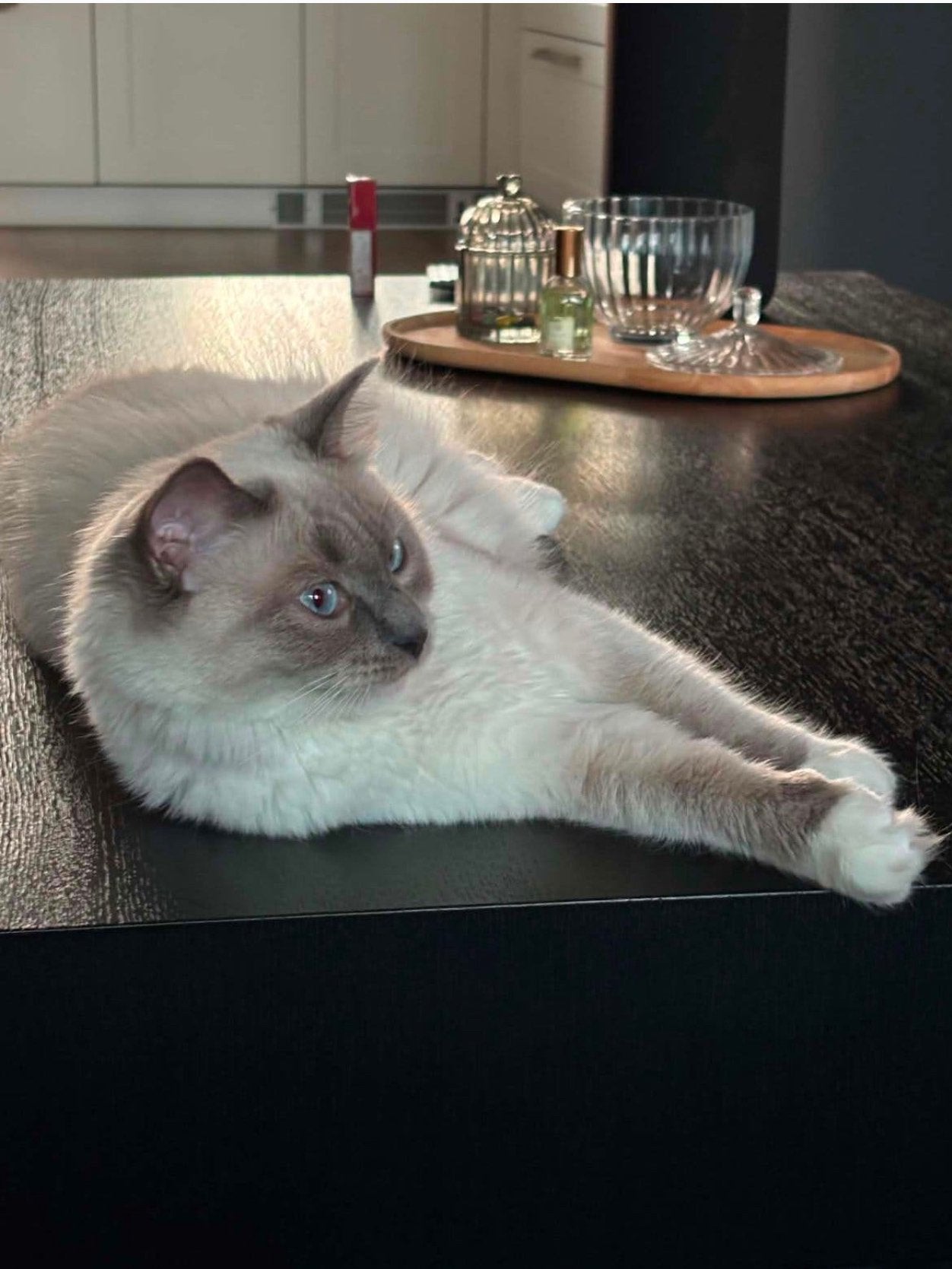 Ragdoll poes, Poes, Gechipt