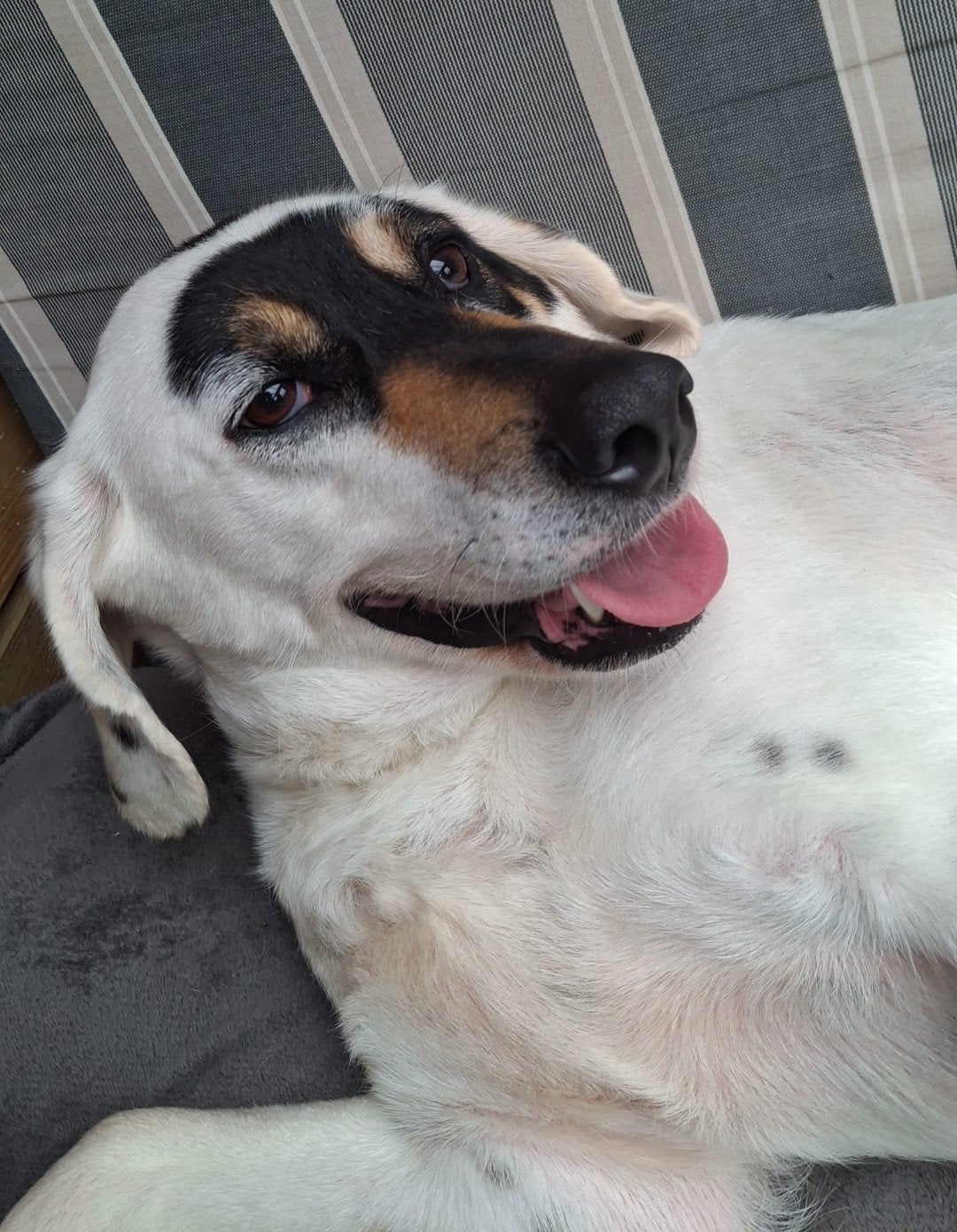 Dringend huisje gezocht, Dieren en Toebehoren, Honden | Niet-rashonden, Teef, Particulier, Eén hond, Nederland, 3 tot 5 jaar