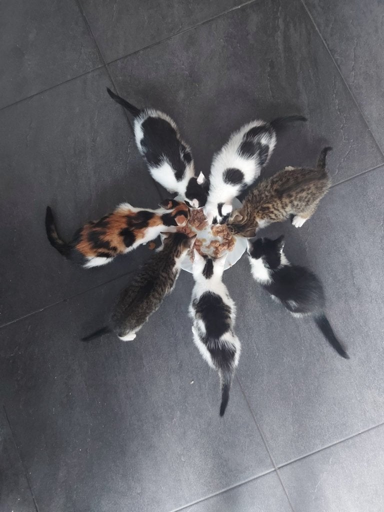 2 lieve kittens te koop, Dieren en Toebehoren, Poes, Kortharig, 0 tot 2 jaar