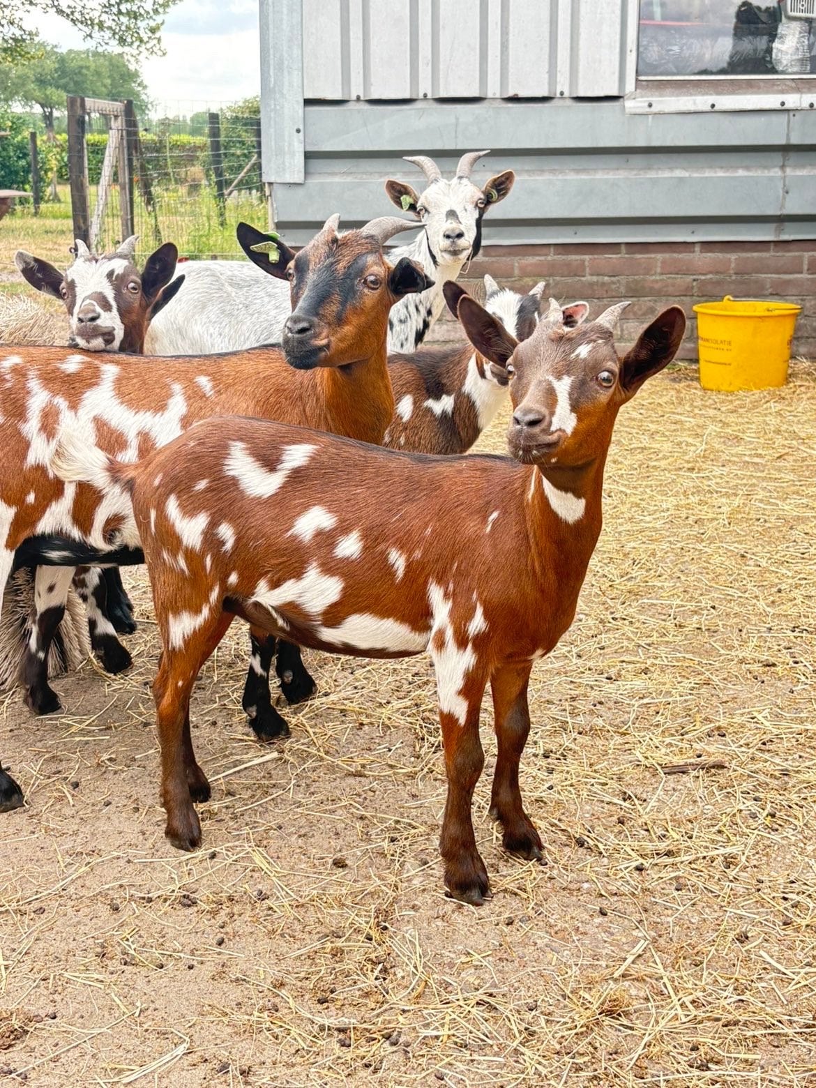 Koppel dwerggeiten, Meerdere dieren, Geit, 0 tot 2 jaar