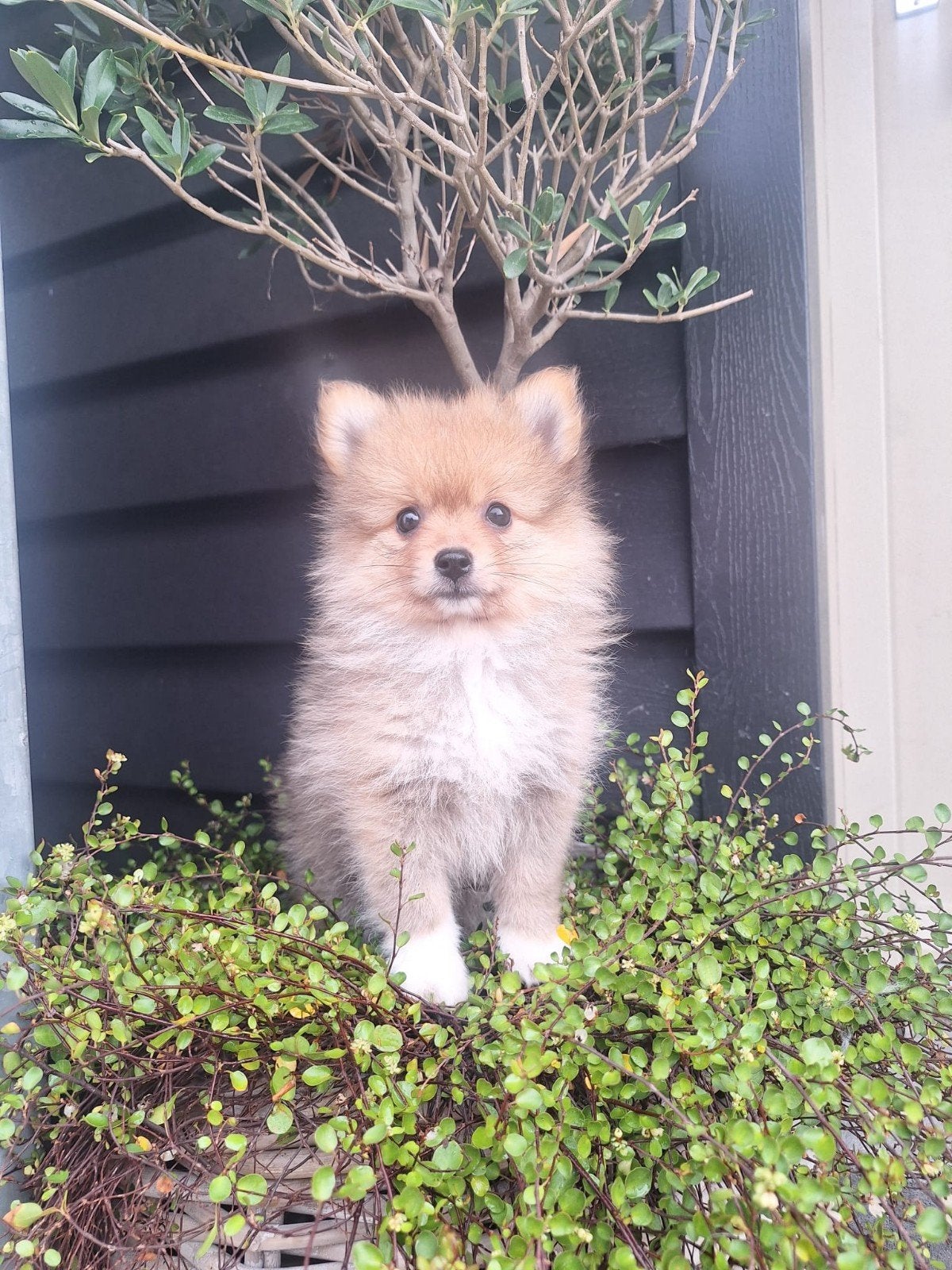 3 knappe pomeriaan dwergkees pups, Dieren en Toebehoren, Parvo, Nederland, Keeshond, 8 tot 15 weken