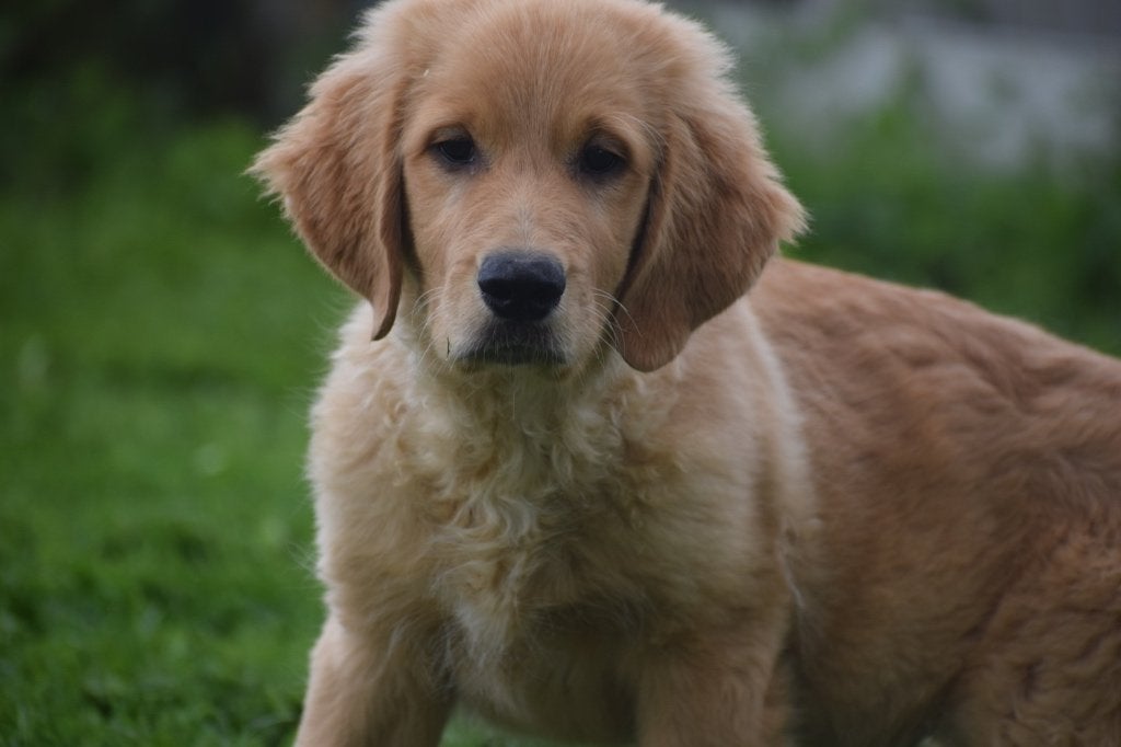 Golden retriever pup, Golden retriever, 15 weken tot 1 jaar, Buitenland, Meerdere
