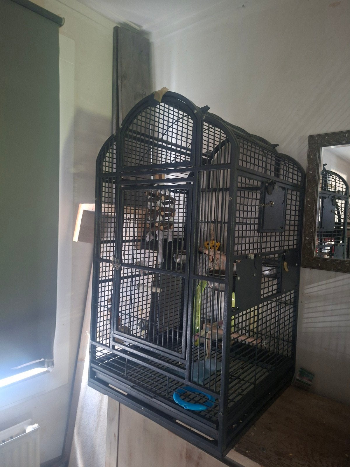 halsband parkiet, Geslacht onbekend, Parkiet, Geringd