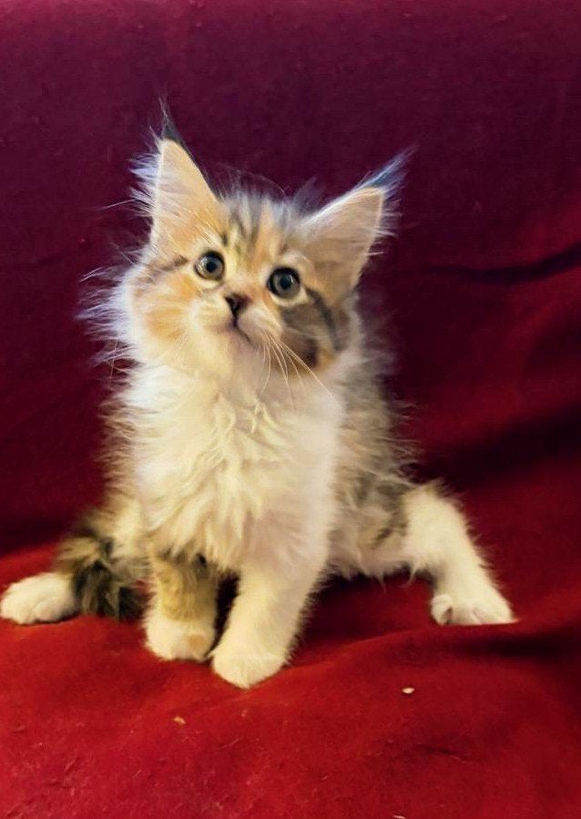 Maine Coon kitten, nog 1 poesje beschikbaar, Dieren en Toebehoren, Meerdere dieren, Ontwormd, 0 tot 2 jaar