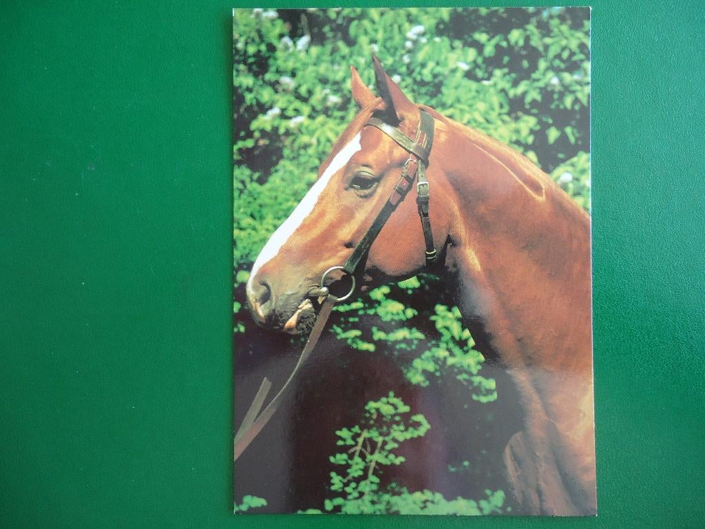 (806) Dierenkaart: PAARD, Verzenden, 1980 tot heden, Ongelopen, Paard