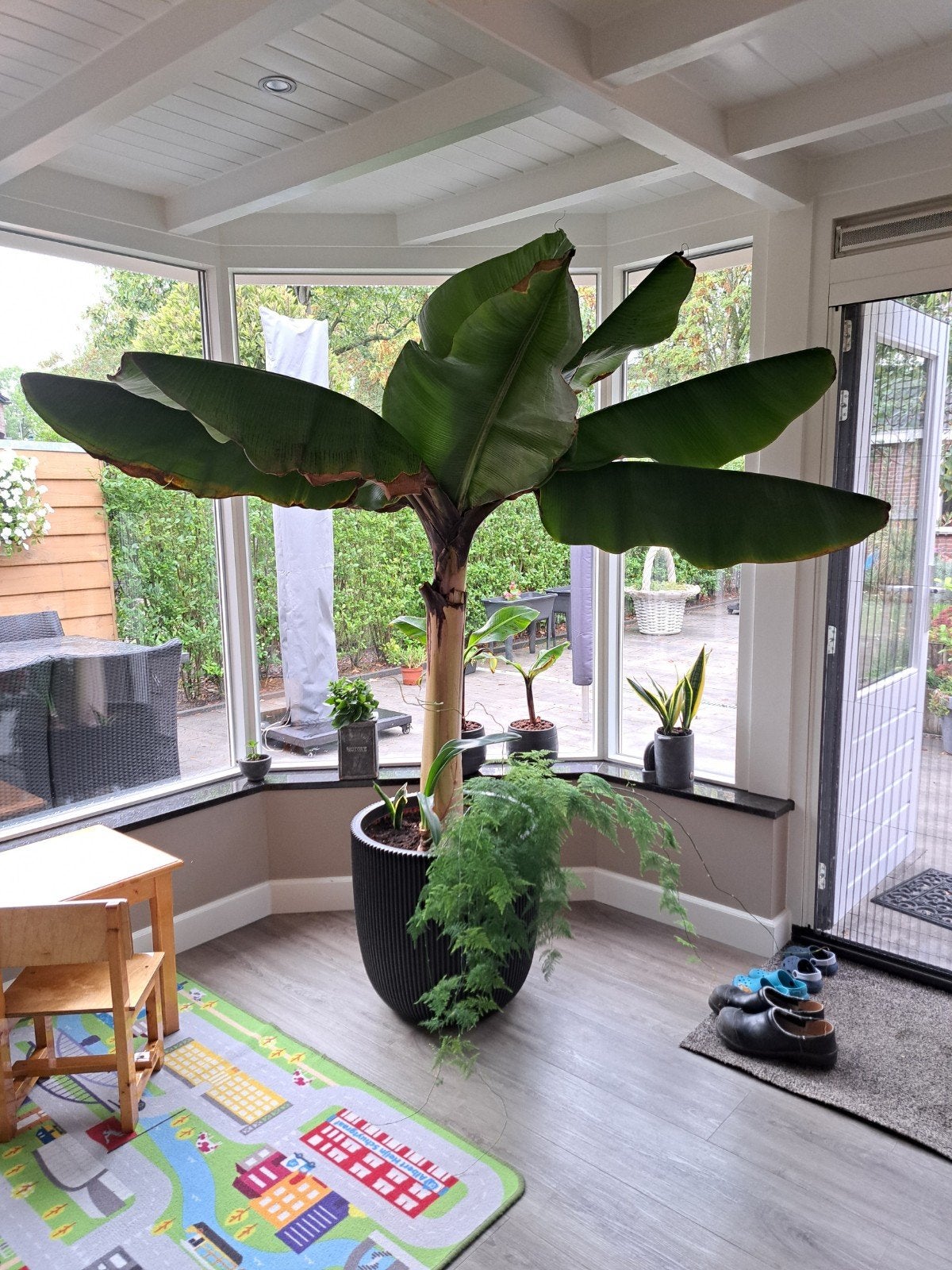 bananenplant, Ophalen, Halfschaduw, Minder dan 100 cm