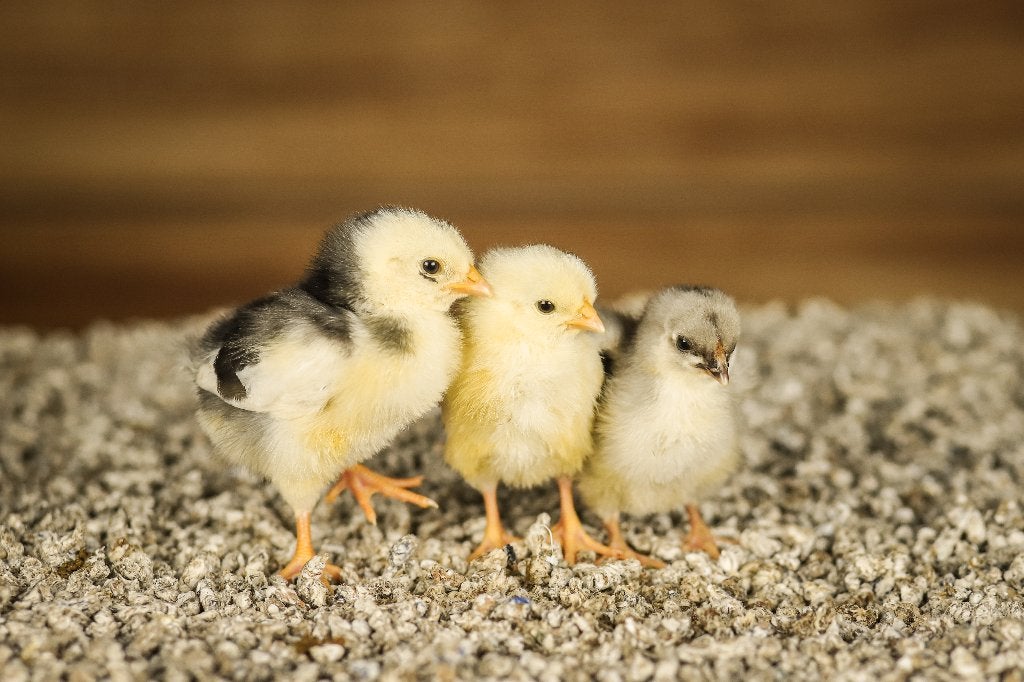 Wyandotte kriel kippen kuikens | Gesekst en Ingeënt, Dieren en Toebehoren, Pluimvee, Vrouwelijk, Kip