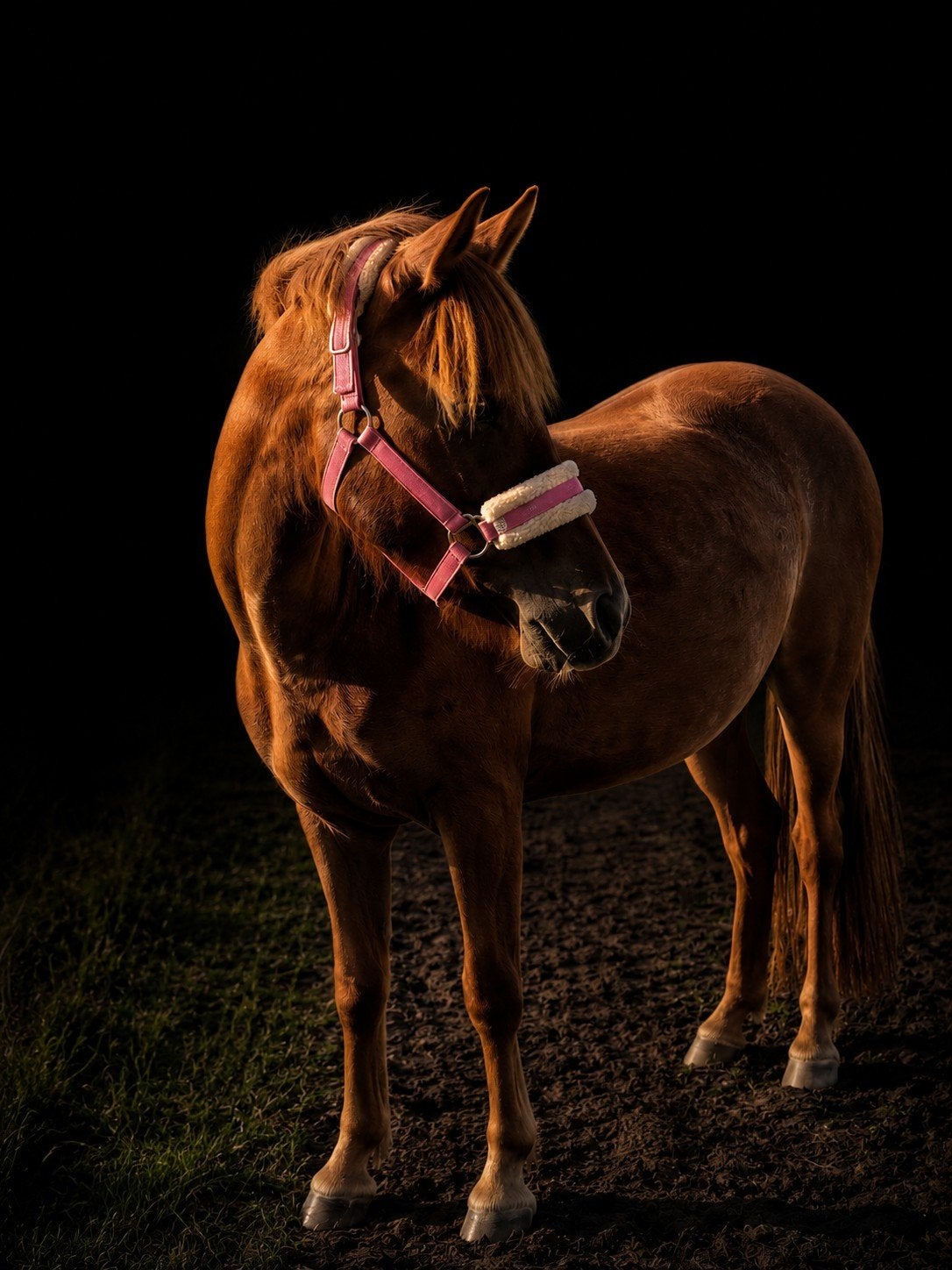 welsh pony 3.5 jaar merrie c pony