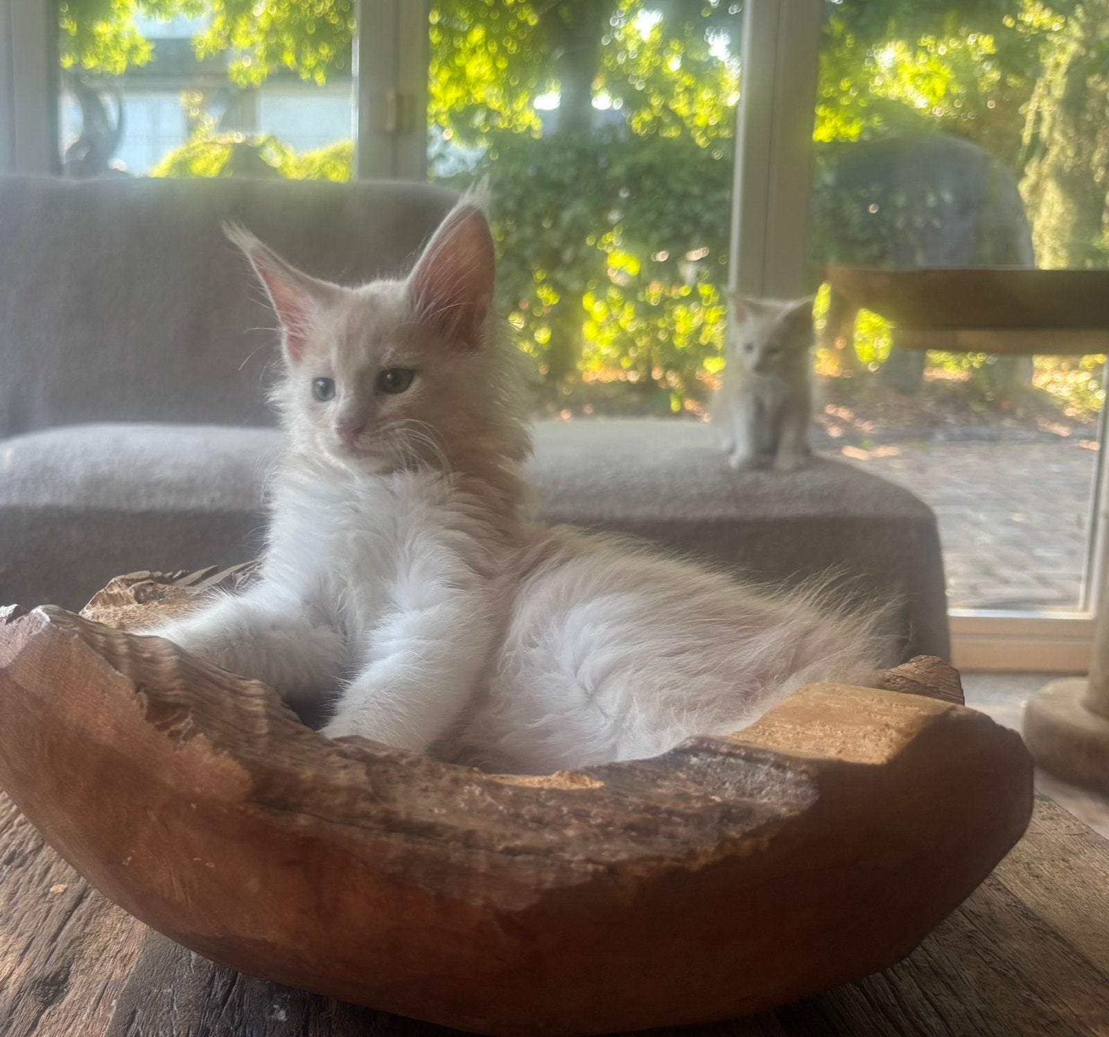 XXL Maine Coon Kittens beschikbaar €1450 met stamboom, Dieren en Toebehoren, Meerdere dieren, Met stamboom