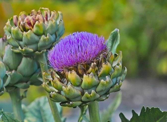 Artisjok Travor BIOLOGISCH, Ophalen, Vaste plant, Groenteplanten, Volle zon