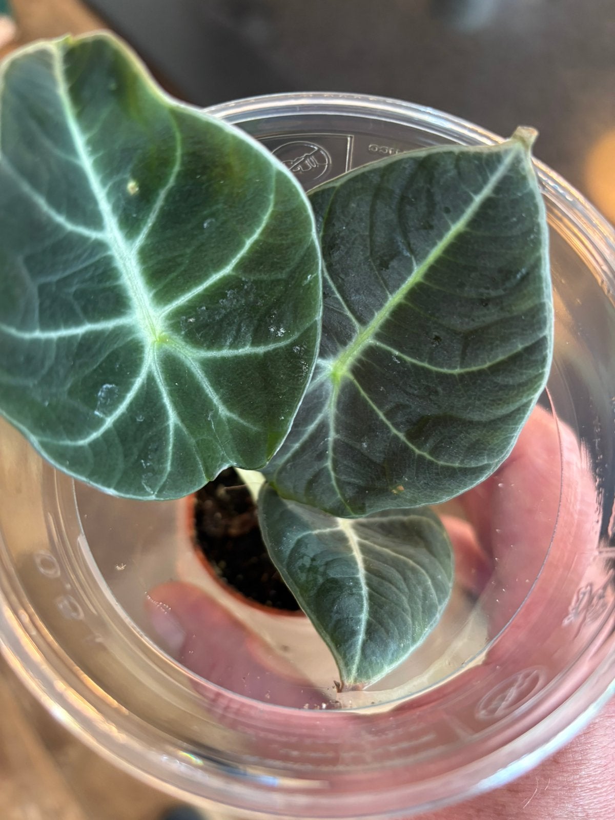 Alocasia Black velvet, Ophalen of Verzenden, Halfschaduw, Minder dan 100 cm