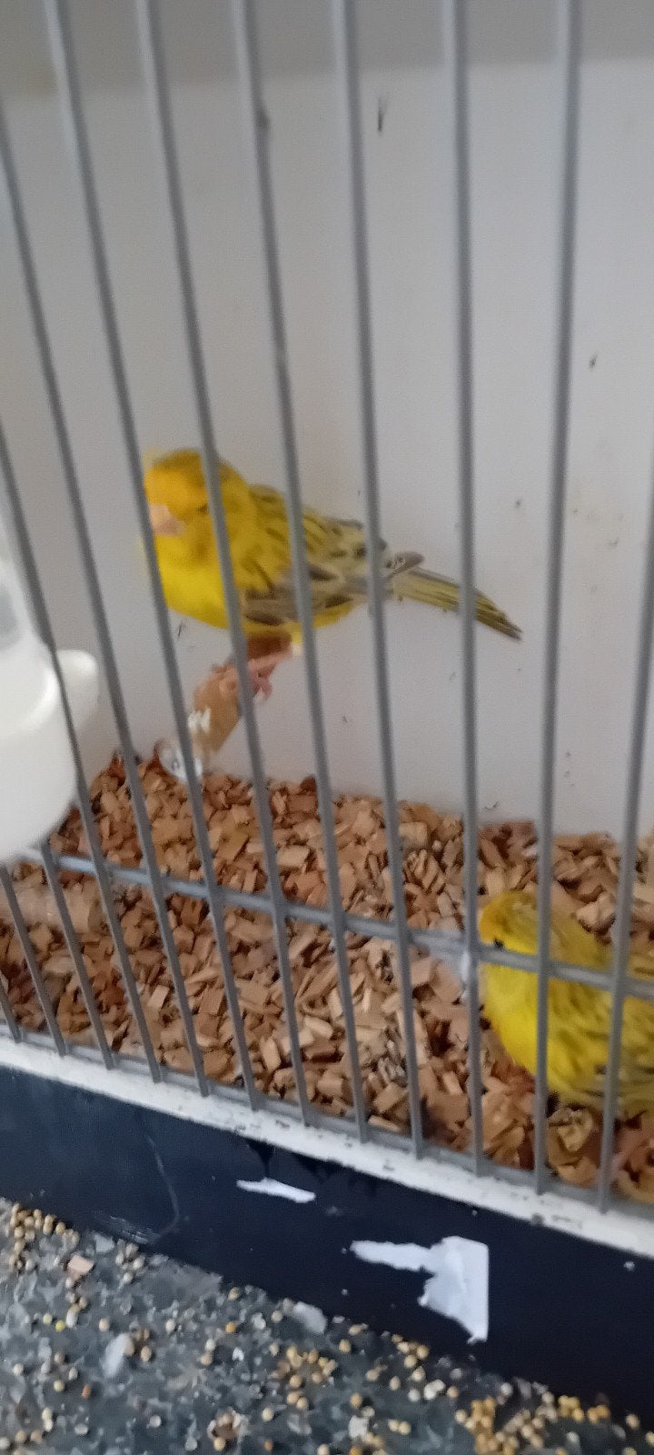 Te koop mooi koppel kanaries, Dieren en Toebehoren, Meerdere dieren, Kleurkanarie