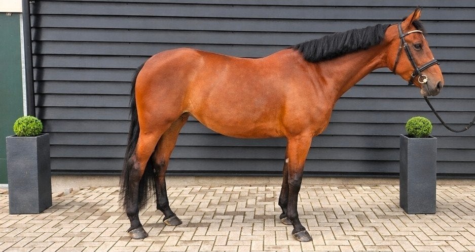 4 jarige merrie 1.67 m Henkie x Sandreo, Dieren en Toebehoren, Merrie, Dressuurpaard, 3 tot 6 jaar