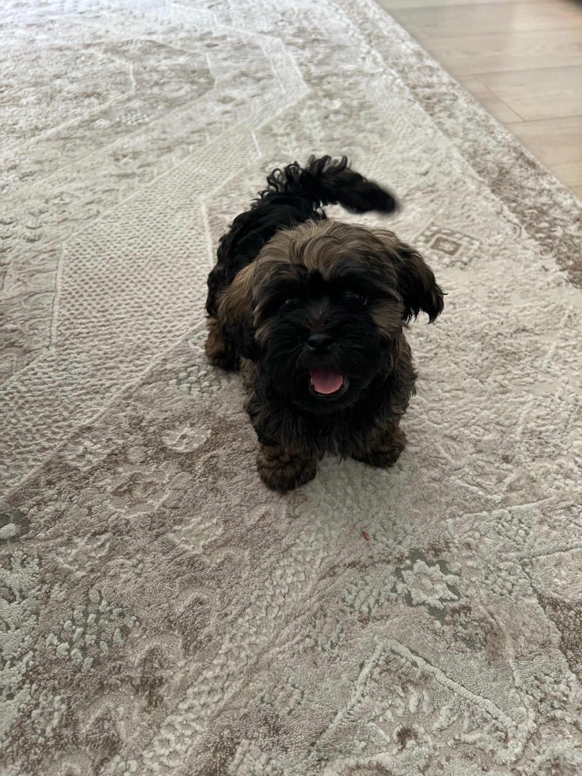 Schattige Shih Tzu / Gezelschapshond puppy (6-7 weken), Parvo, 8 tot 15 weken, Eén hond, Nederland
